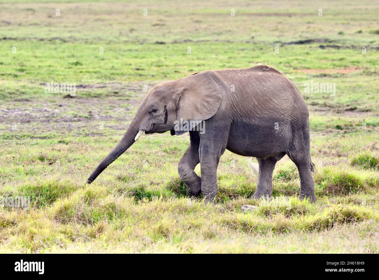 Elefante joven (Loxodonta africana) siguiendo un aroma en la sabana abierta del Parque Nacional Amboseli, Kenia. Espacio de copia. Foto de stock