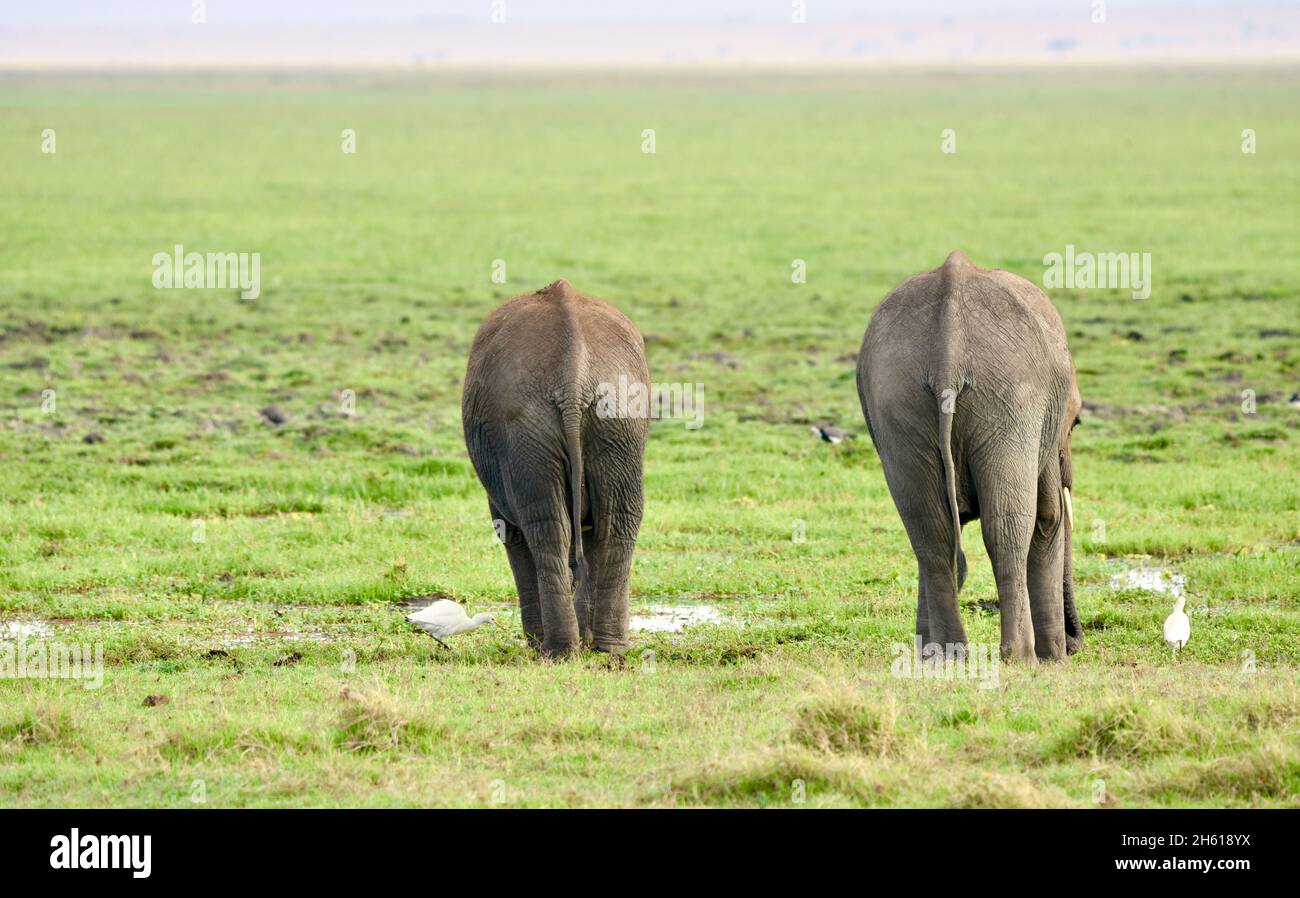 Dos elefantes jóvenes (Loxodonta africana) vistos desde atrás alimentándose de manera contente en la pradera del Parque Nacional Amboseli, Kenia. Foto de stock