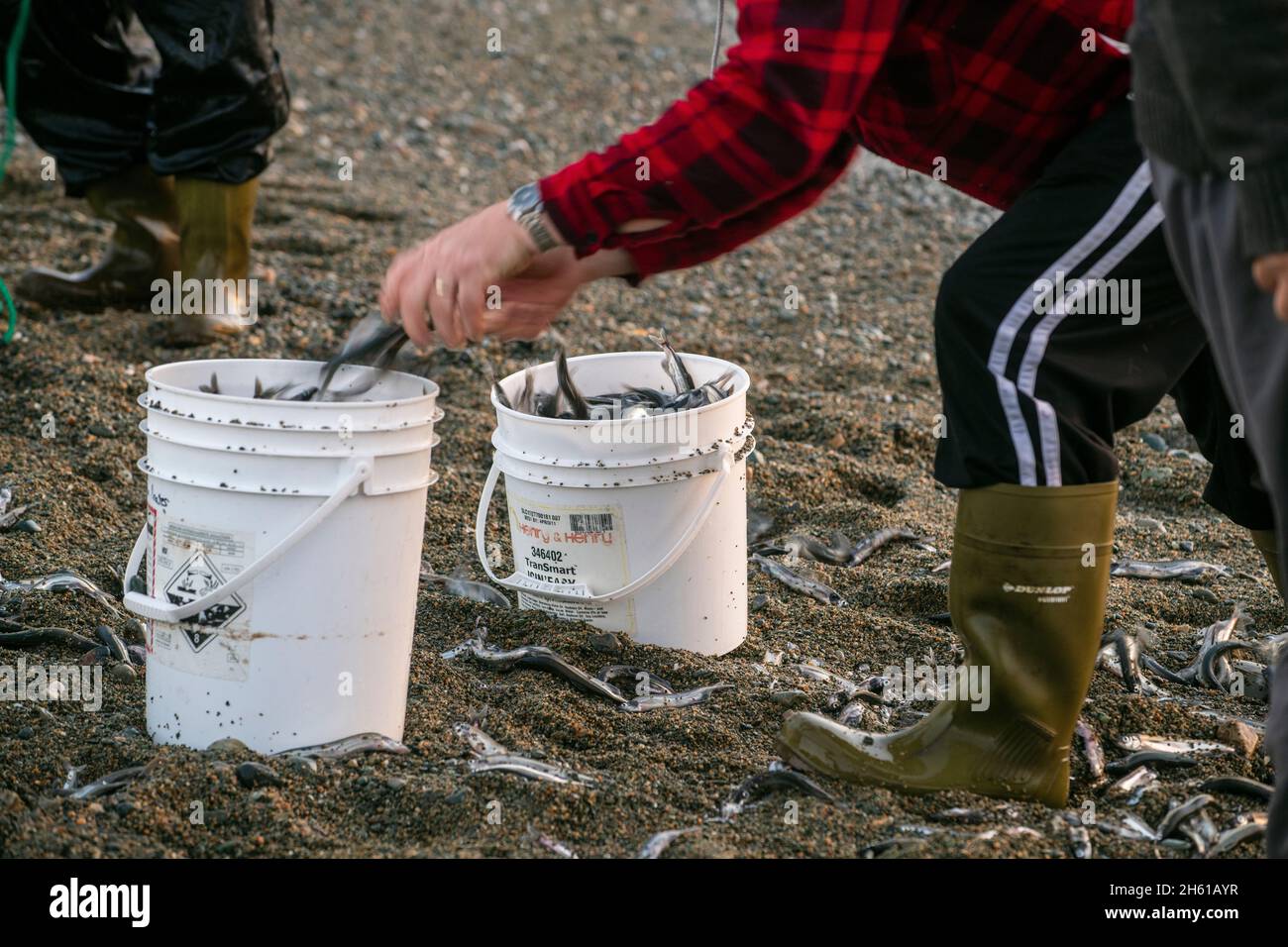 Residentes locales que pescan con redes de fundición para capelín, Wild Cove, Terranova y Labrador NL, Canadá Foto de stock