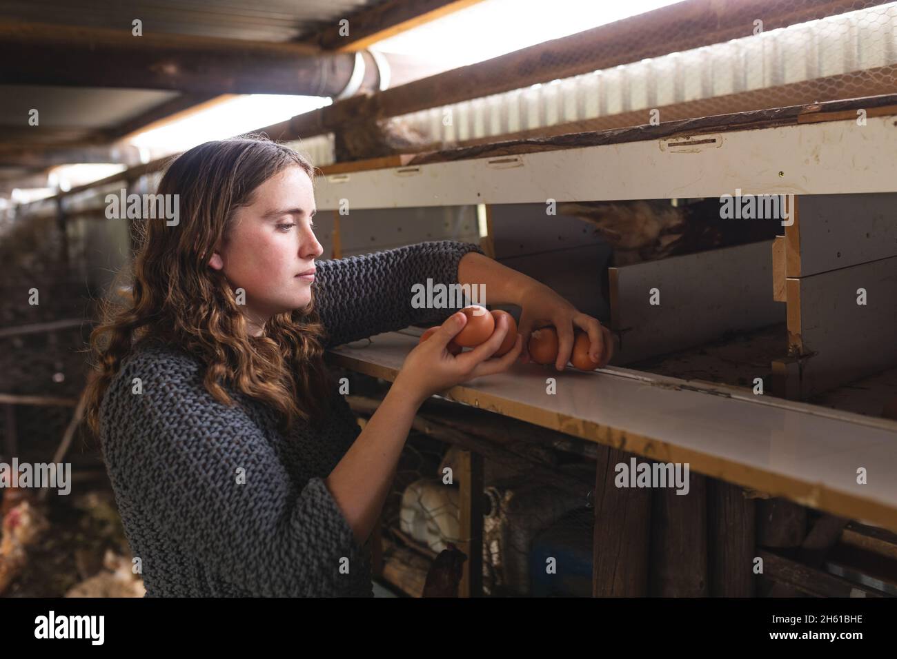 Joven mujer morena campesina recogiendo huevos de un estante de madera en la granja Foto de stock
