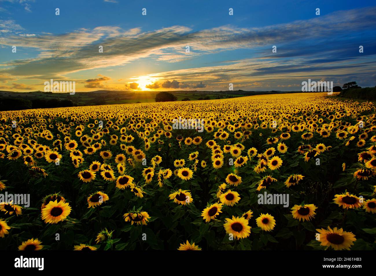 Sunflower field, cornwall, Reino Unido Foto de stock