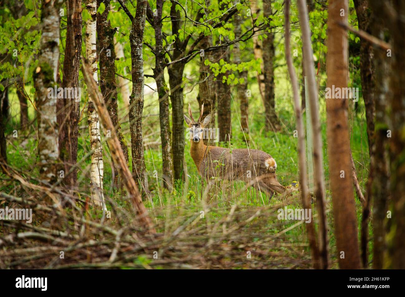 Un ciervo roe en una plantación de árboles en Devon, Reino Unido Foto de stock