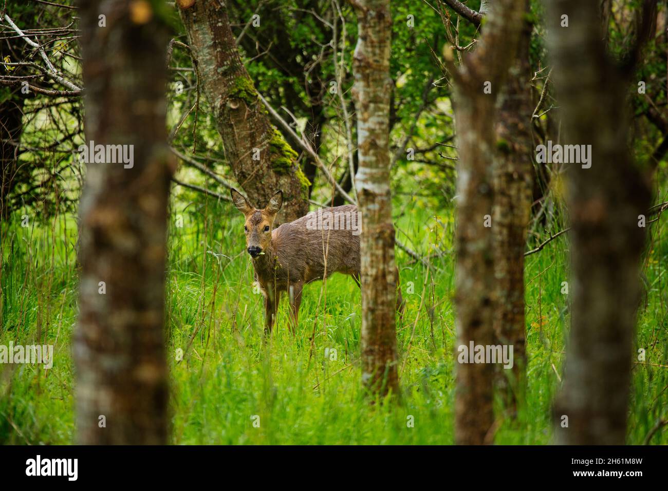 Un ciervo roe en una plantación de bosque en Devon, Reino Unido Foto de stock