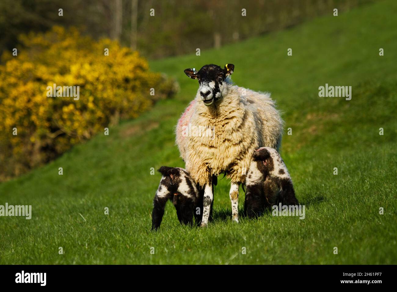Una oveja suckeling twin corderos Foto de stock