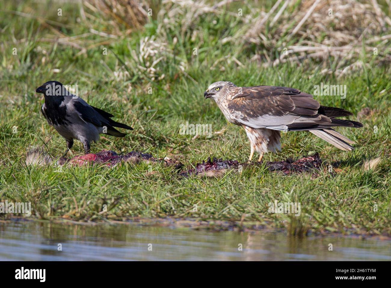 Rohrweihe - Maennchen, Circus aeruginosus, Eurasian Marsh harrier - masculino Foto de stock