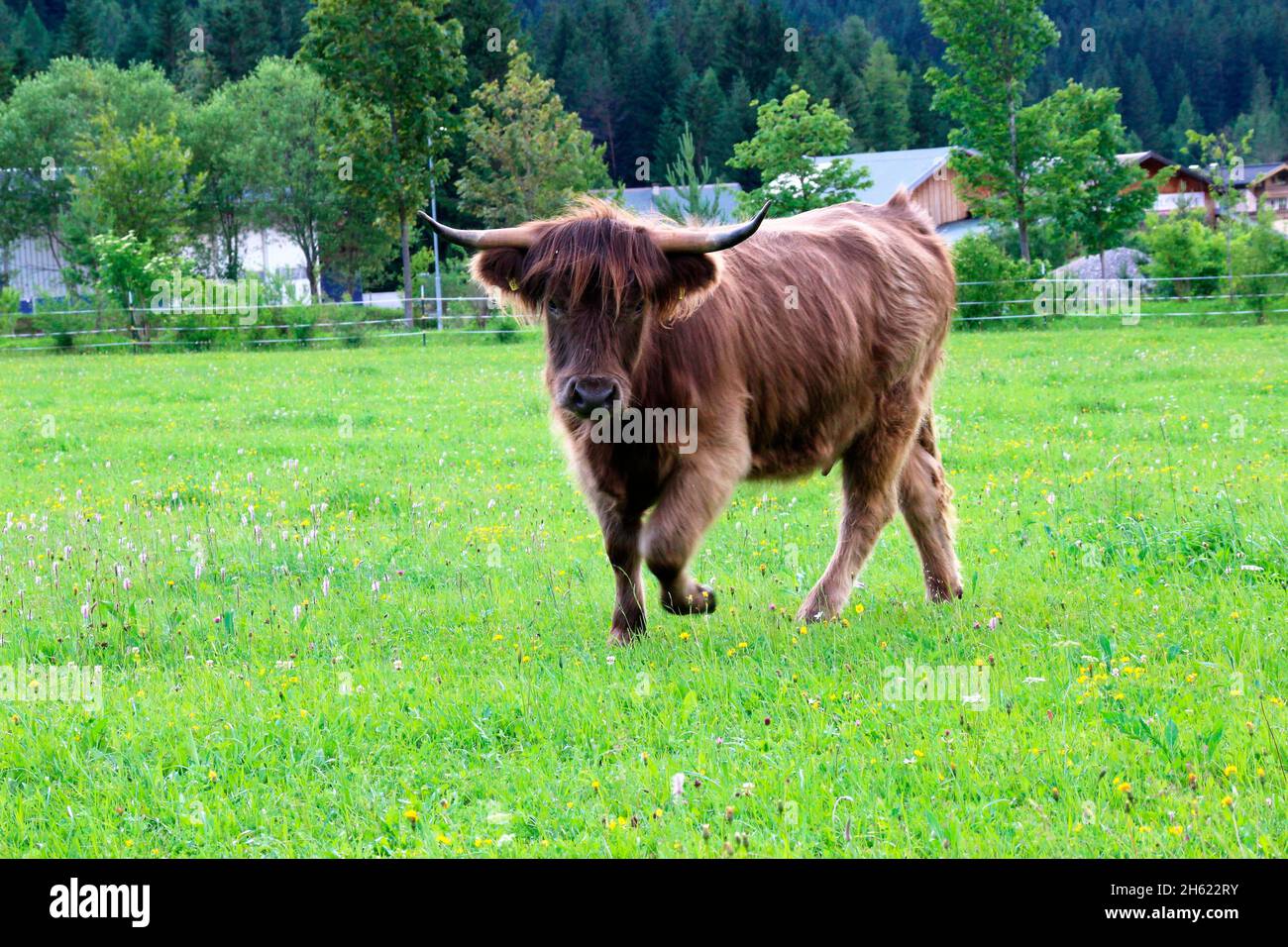 austria, tirol, leutasch, leutaschtal, ganado escocés de las tierras altas, toro Foto de stock