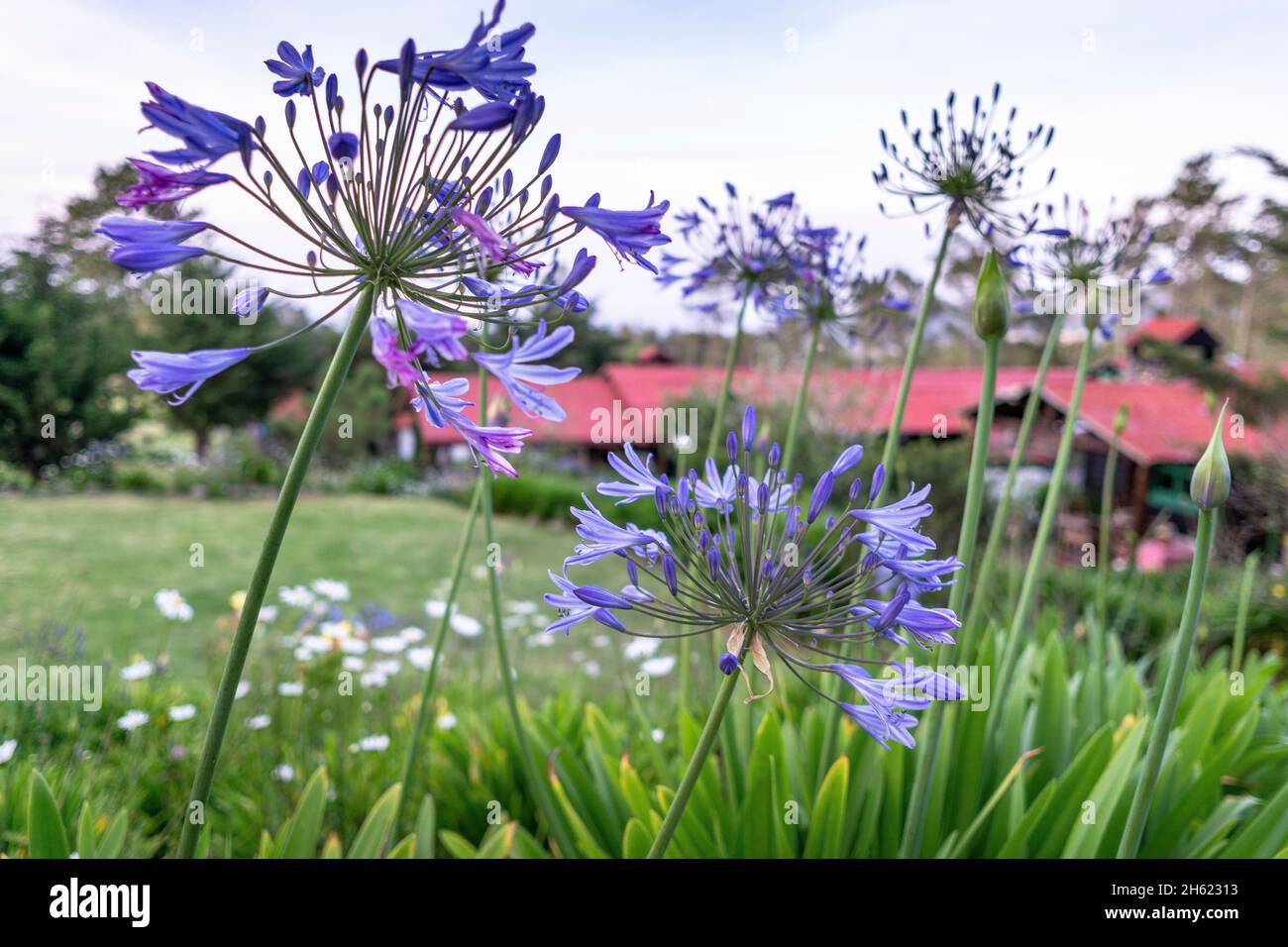 américa del norte,caribe,república dominicana,provincia de la vega,parque nacional valle nuevo,constanza,lirio azul africano en la villa pajon eco-lodge Foto de stock