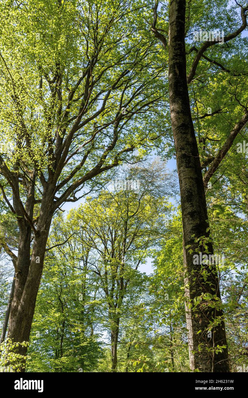 europa,alemania,baden-württemberg,región de schönbuch,steinenbronn,pintoresca escena forestal en un soleado día de primavera Foto de stock