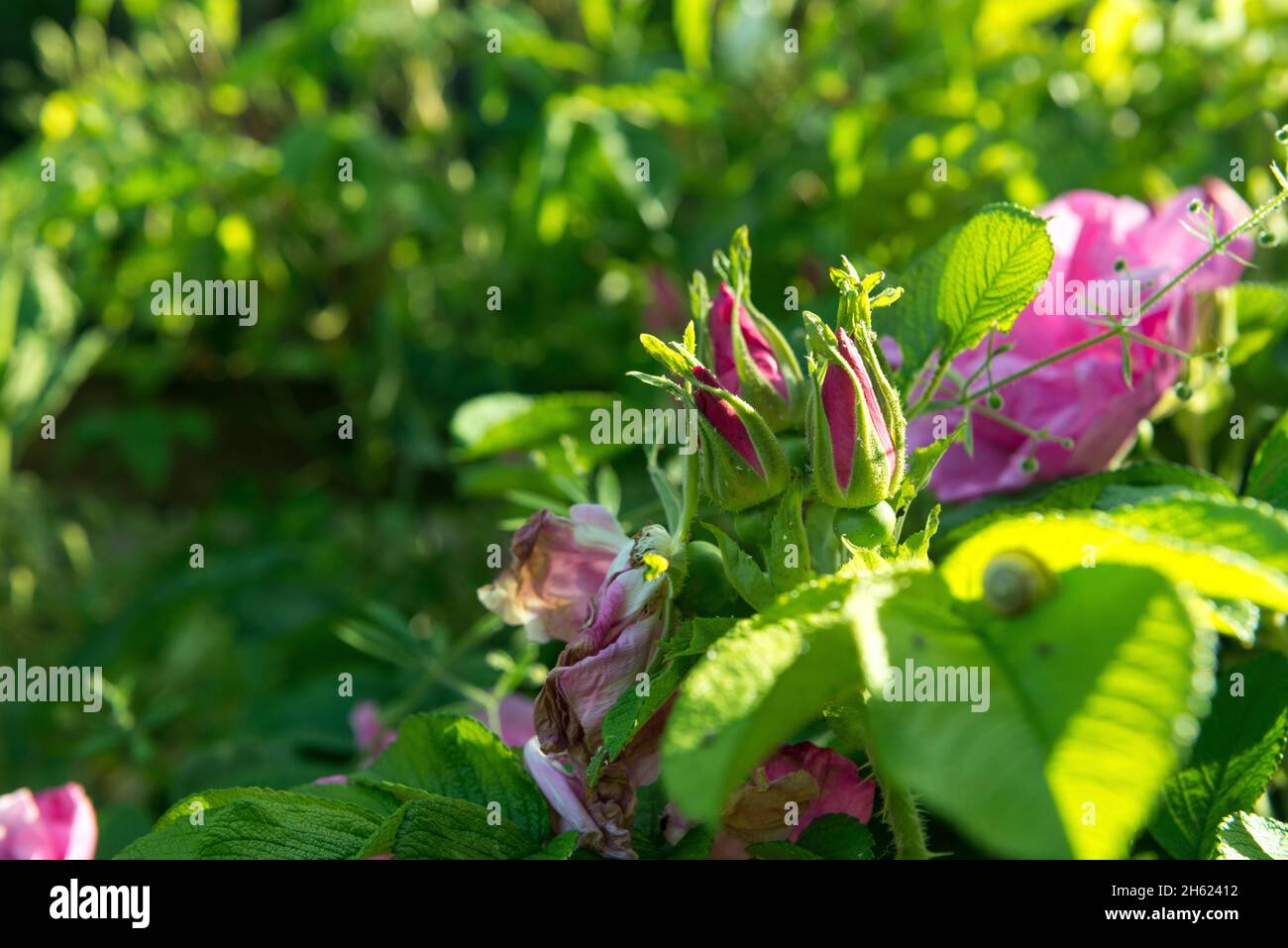 rosas, jardín de la casa, verano Foto de stock