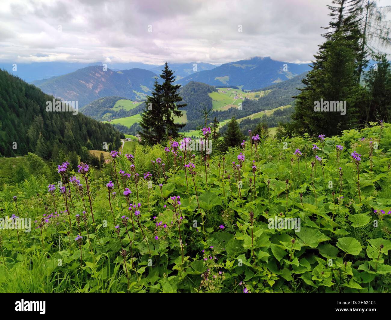 la lechuga alpina es un indicador de alto contenido de nutrientes, bosque de montaña en la región de brixlegg, tirol Foto de stock