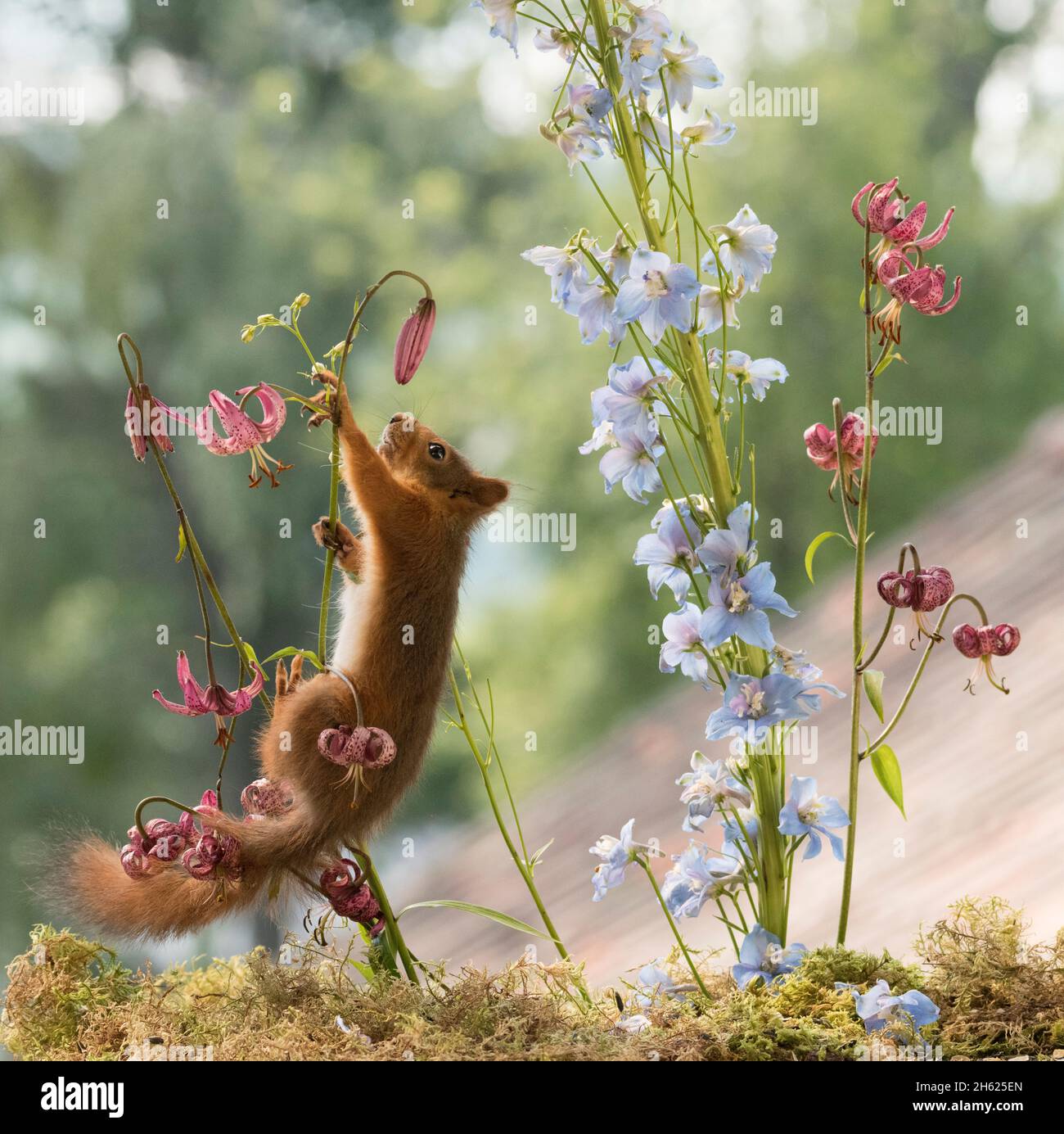la joven ardilla roja sube en flores de lirio Foto de stock