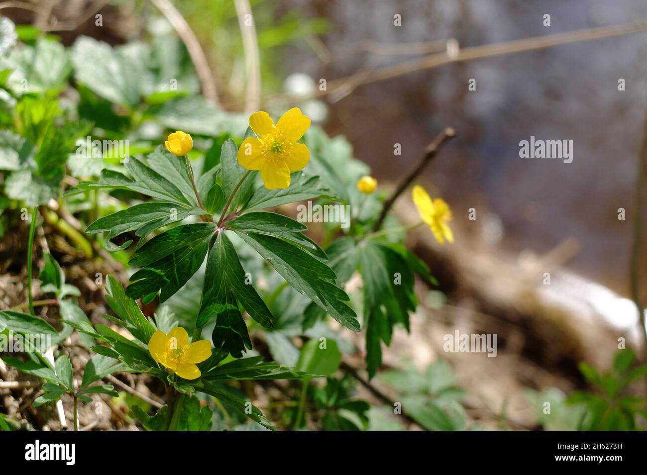 la anémona amarilla (anémona ranunculoides) Foto de stock