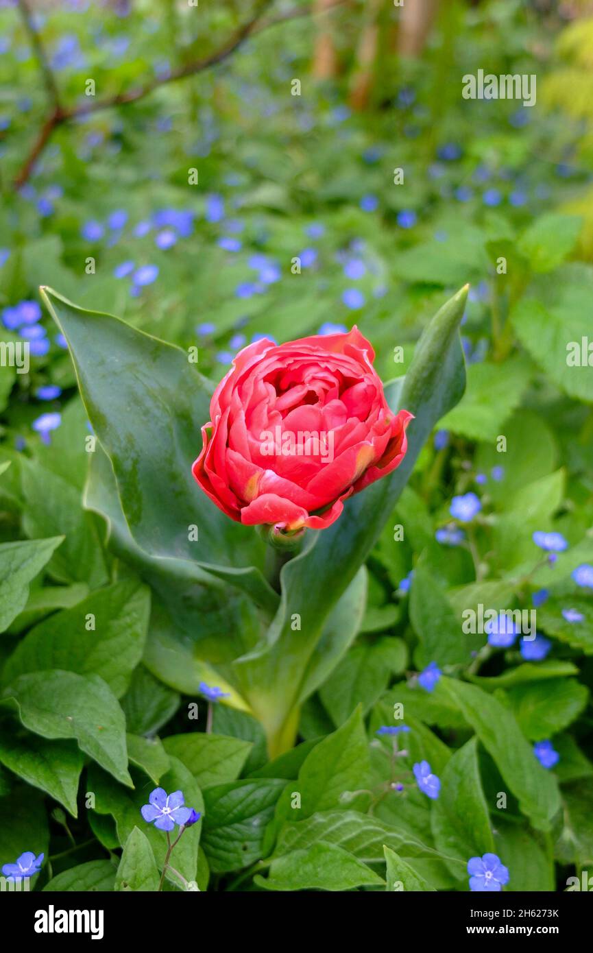 tulipán de doble flujo 'pamplona' (tulipa) con gedenkemein (omphalodes verna) en la cama Foto de stock