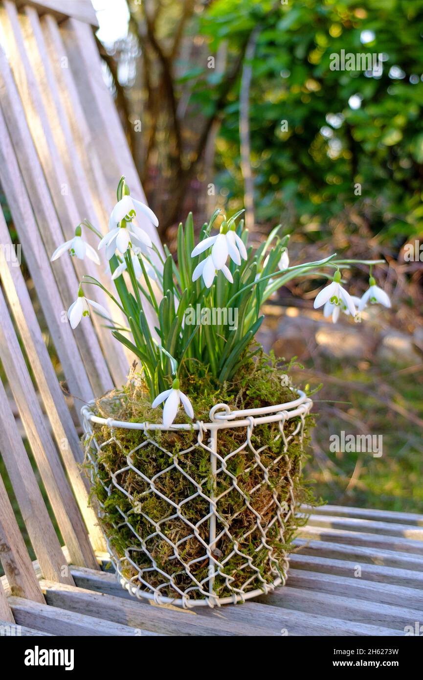 gotas de nieve (galanthus nivalis) en la cesta Foto de stock