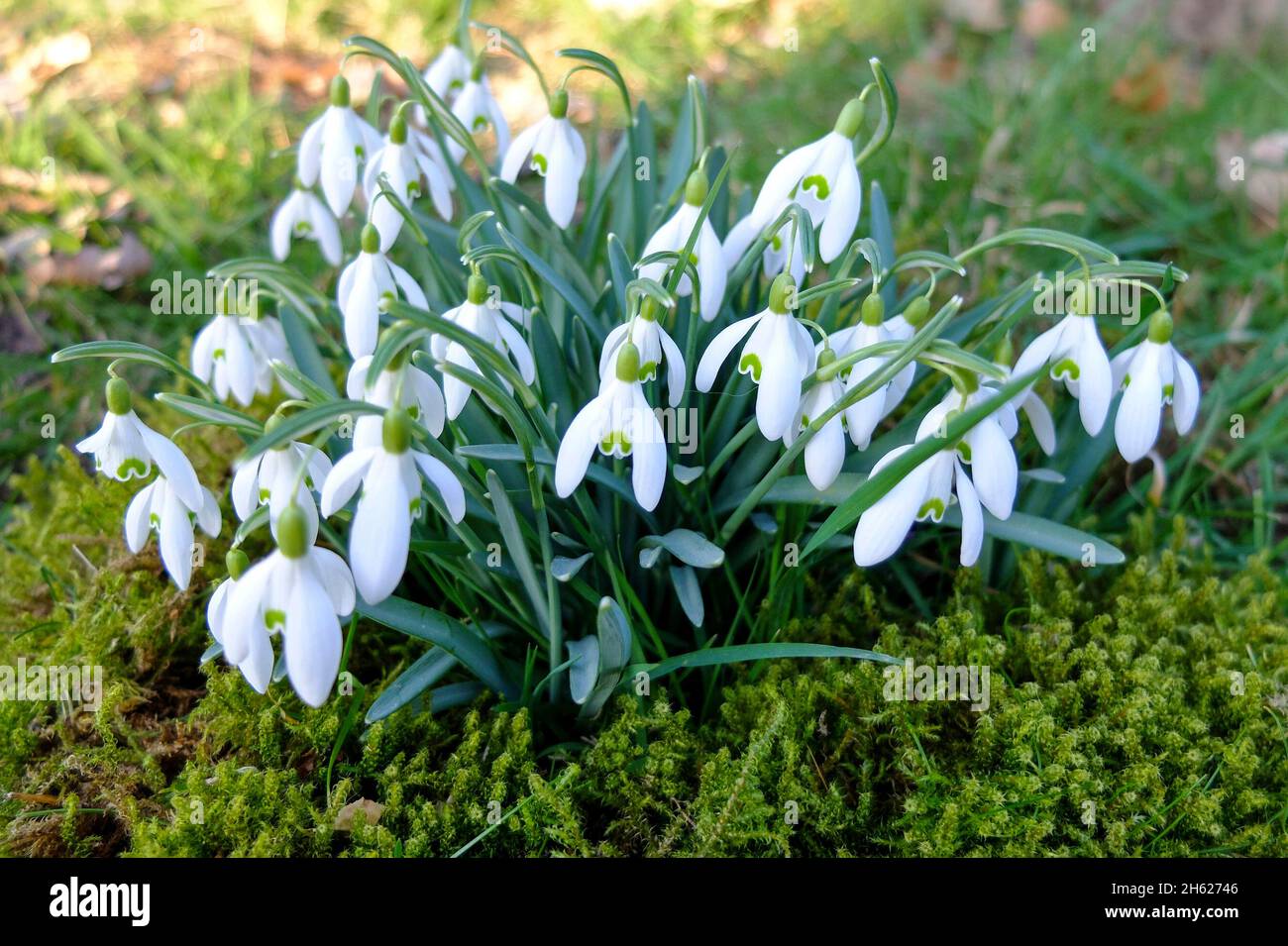 Snowdrop (Galanthus nivalis) Foto de stock