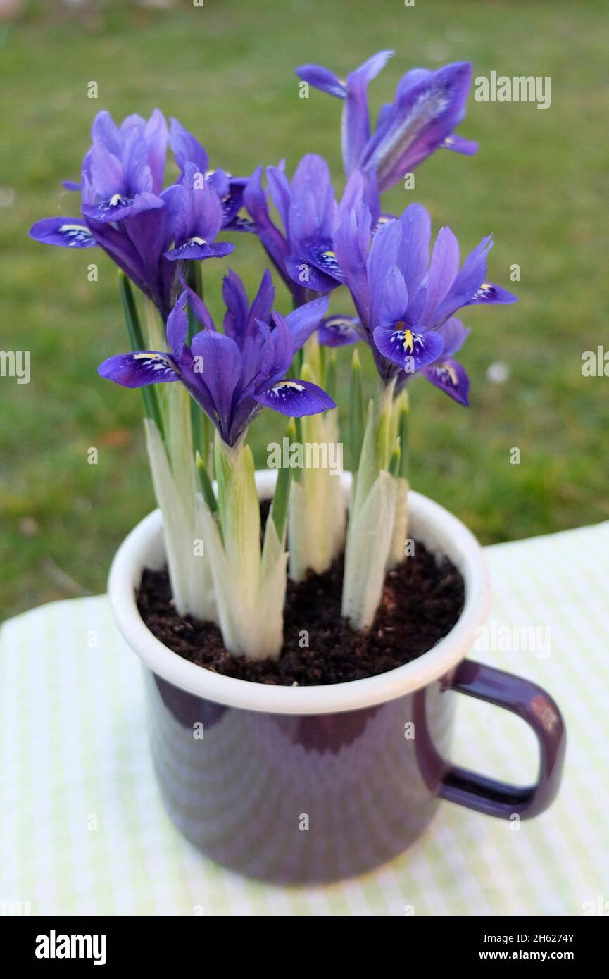 iris enano (iris reticulata 'armonía') en una taza de esmalte Foto de stock