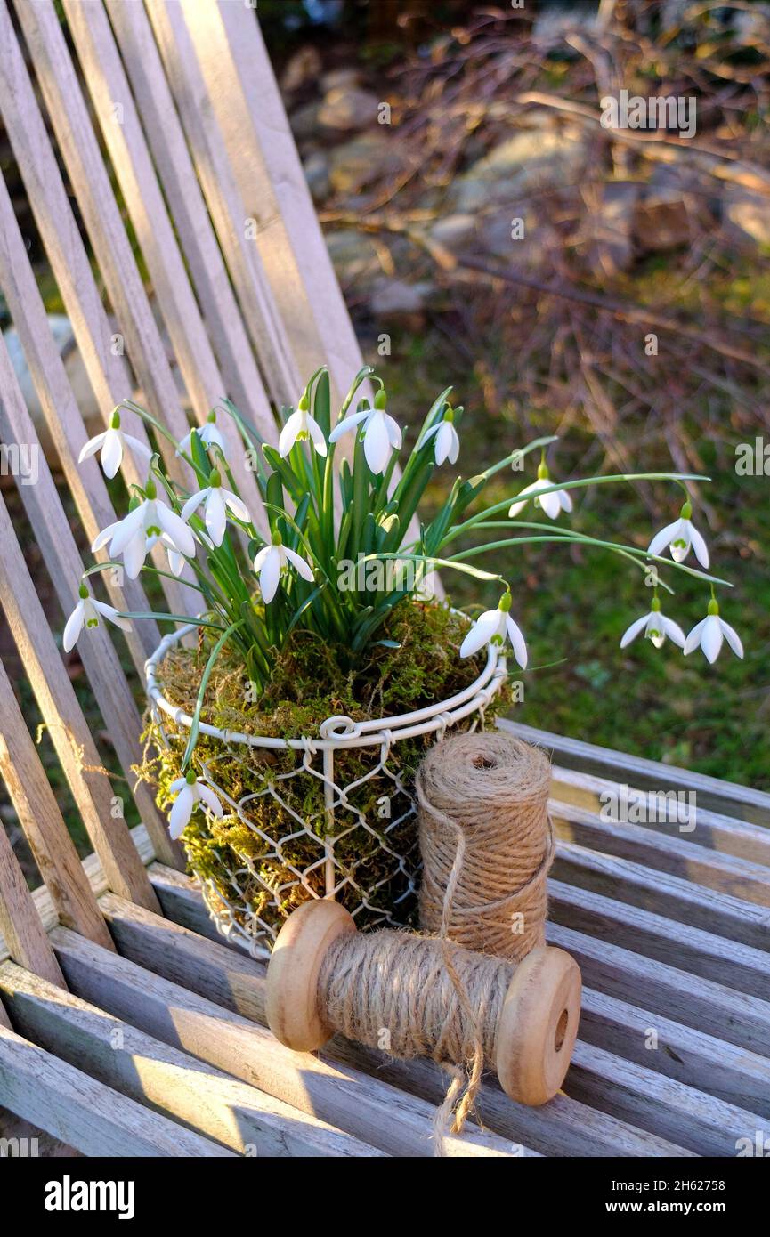 gotas de nieve (galanthus nivalis) en una cesta, con bobinas de hilo Foto de stock