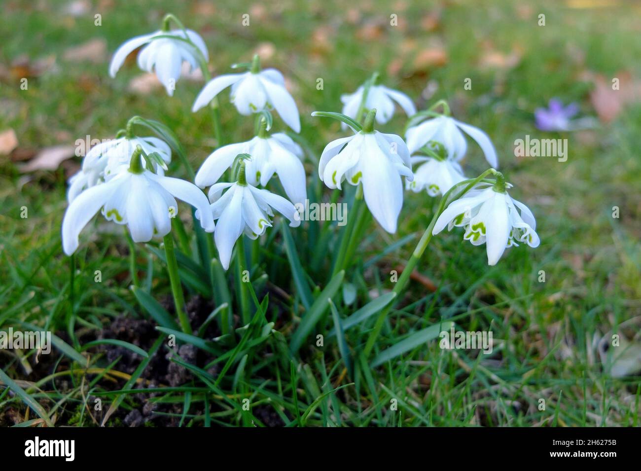Snowdrop (Galanthus nivalis) Foto de stock