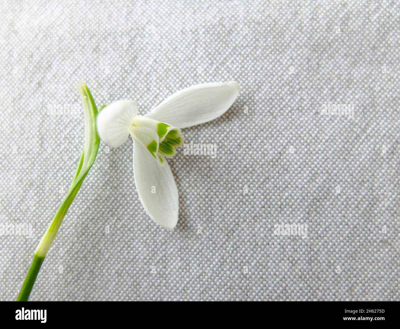 snowdrop (galanthus nivalis), floración Foto de stock