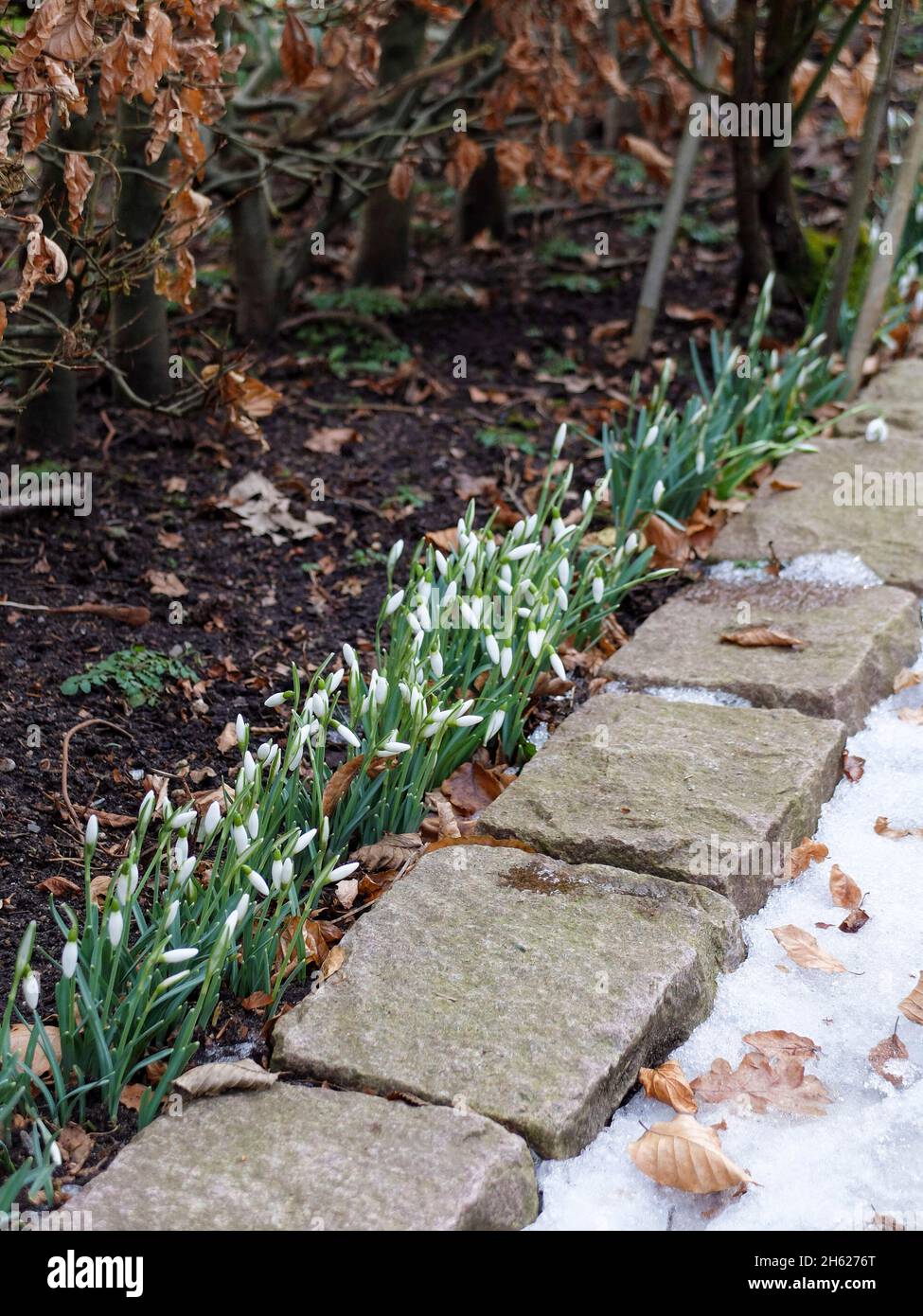 gotas de nieve (galanthus nivalis) en el camino Foto de stock