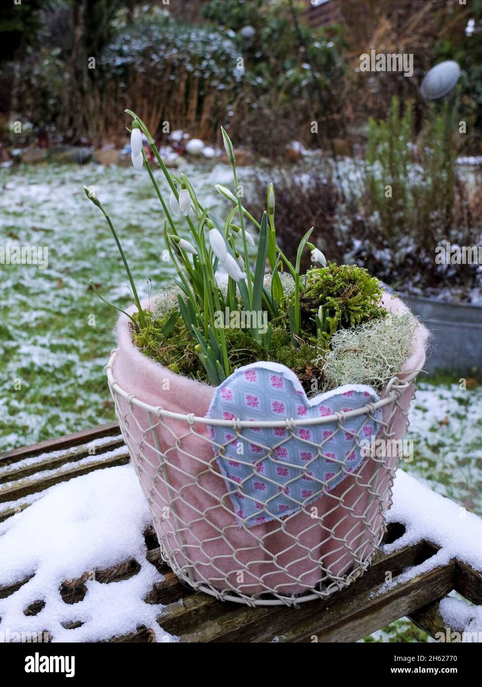gotas de nieve (galanthus nivalis) en una olla Foto de stock