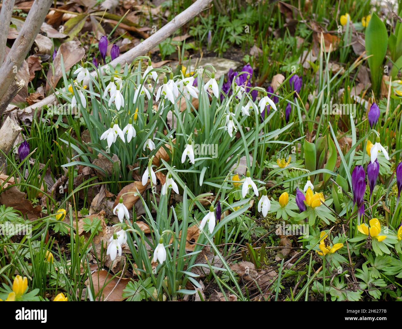 gotas de nieve (galanthus nivalis) y winterlings (eranthis hyemalis) en la cama Foto de stock