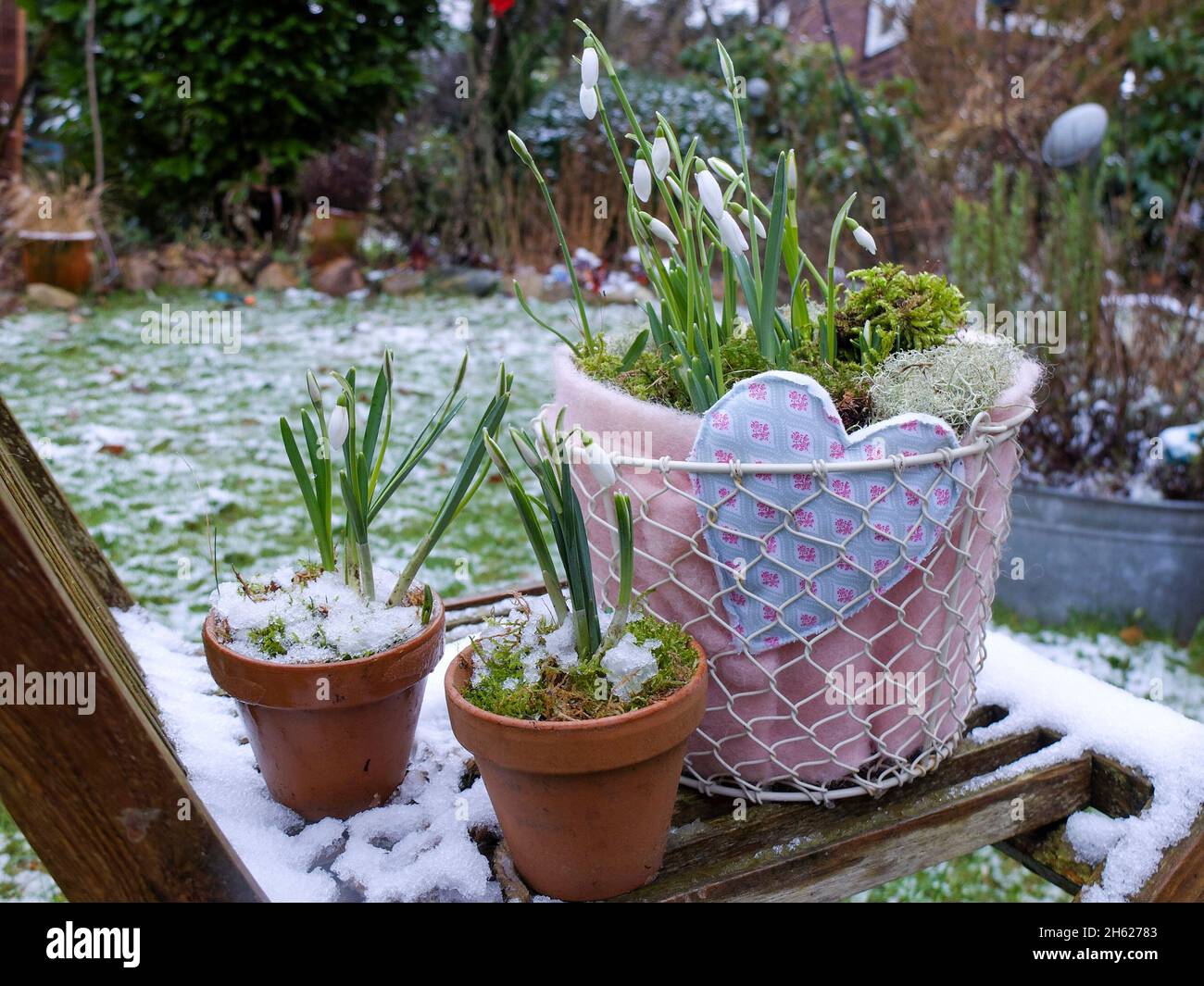 gotas de nieve (galanthus nivalis) en una olla Foto de stock