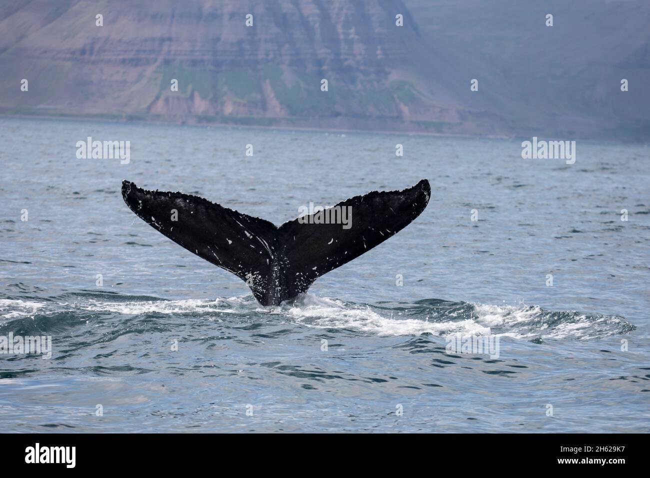 Ballena sumergida en el océano