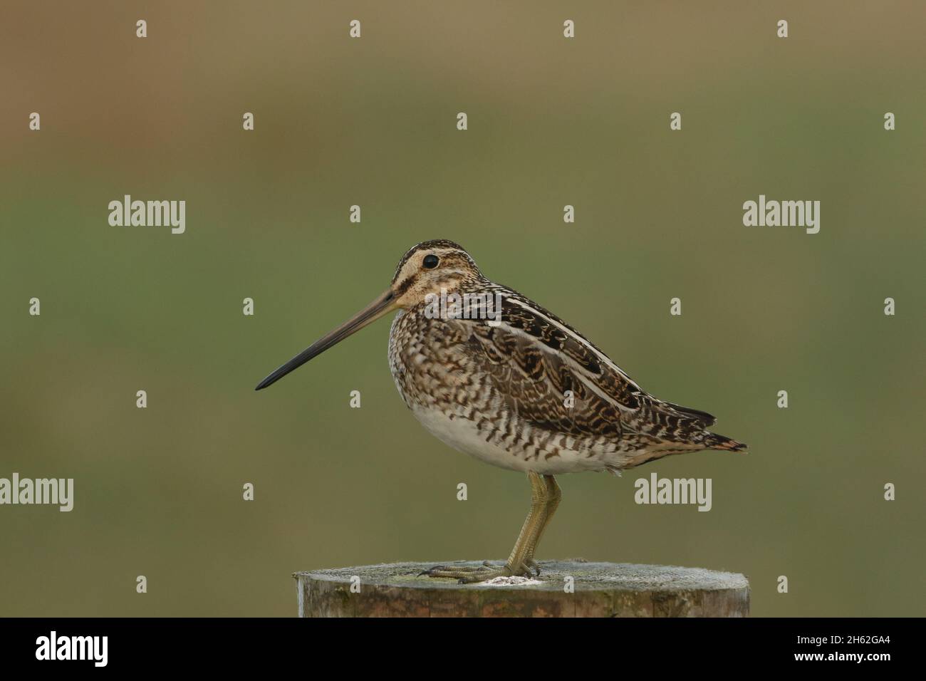 Los snipe son un wader de tamaño pequeño a mediano. Aquí, encaramado en un fencepost de donde llaman durante la estación de cría. Fácilmente fotografiado desde un coche. Foto de stock