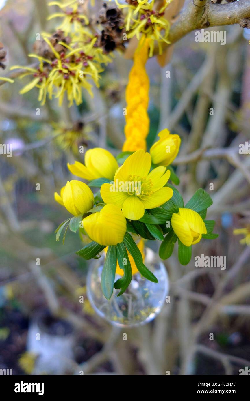 winterlings (eranthis hyemalis), ramo de primavera en un jarrón pequeño sobre avellana de bruja (hamamelis) Foto de stock