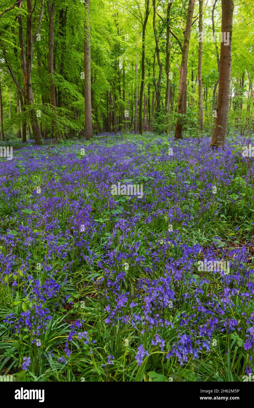 inglaterra, hampshire, hinton ampner, bosques de bluebell Foto de stock