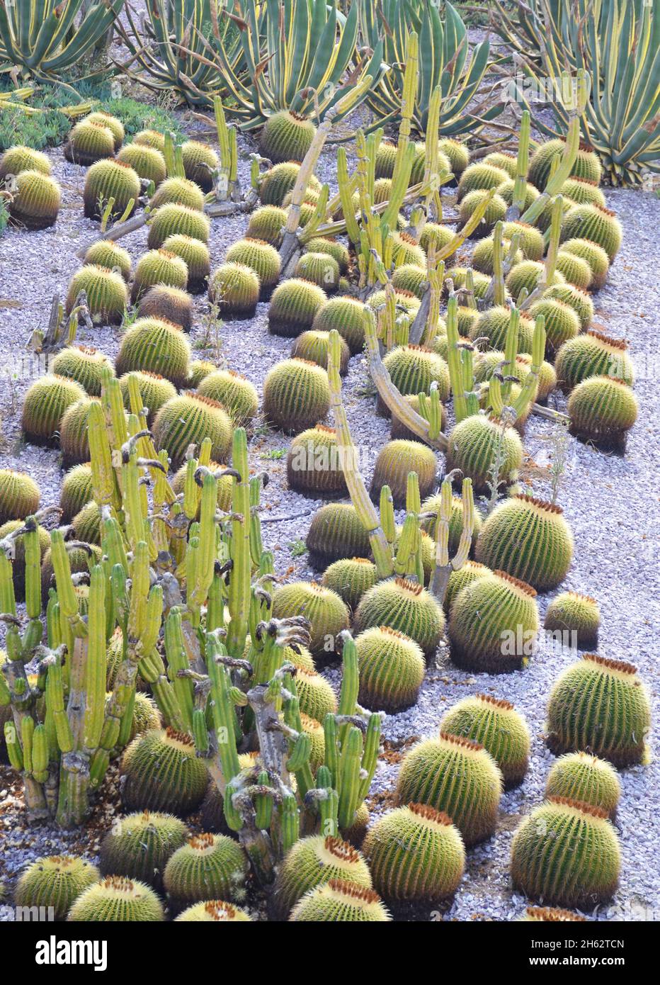 Alfombra de cactus en el parque Fotografía de stock - Alamy