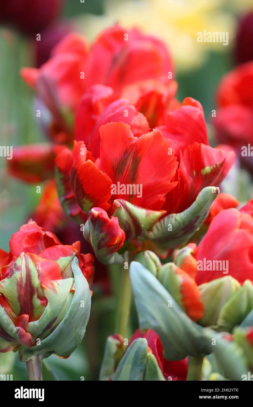 Tulipanes de un grado de 'Rococo' un primer plano verticalmente sobre borrosidad de un fondo. Macro. Familia Liliaceae. Tulipa Foto de stock