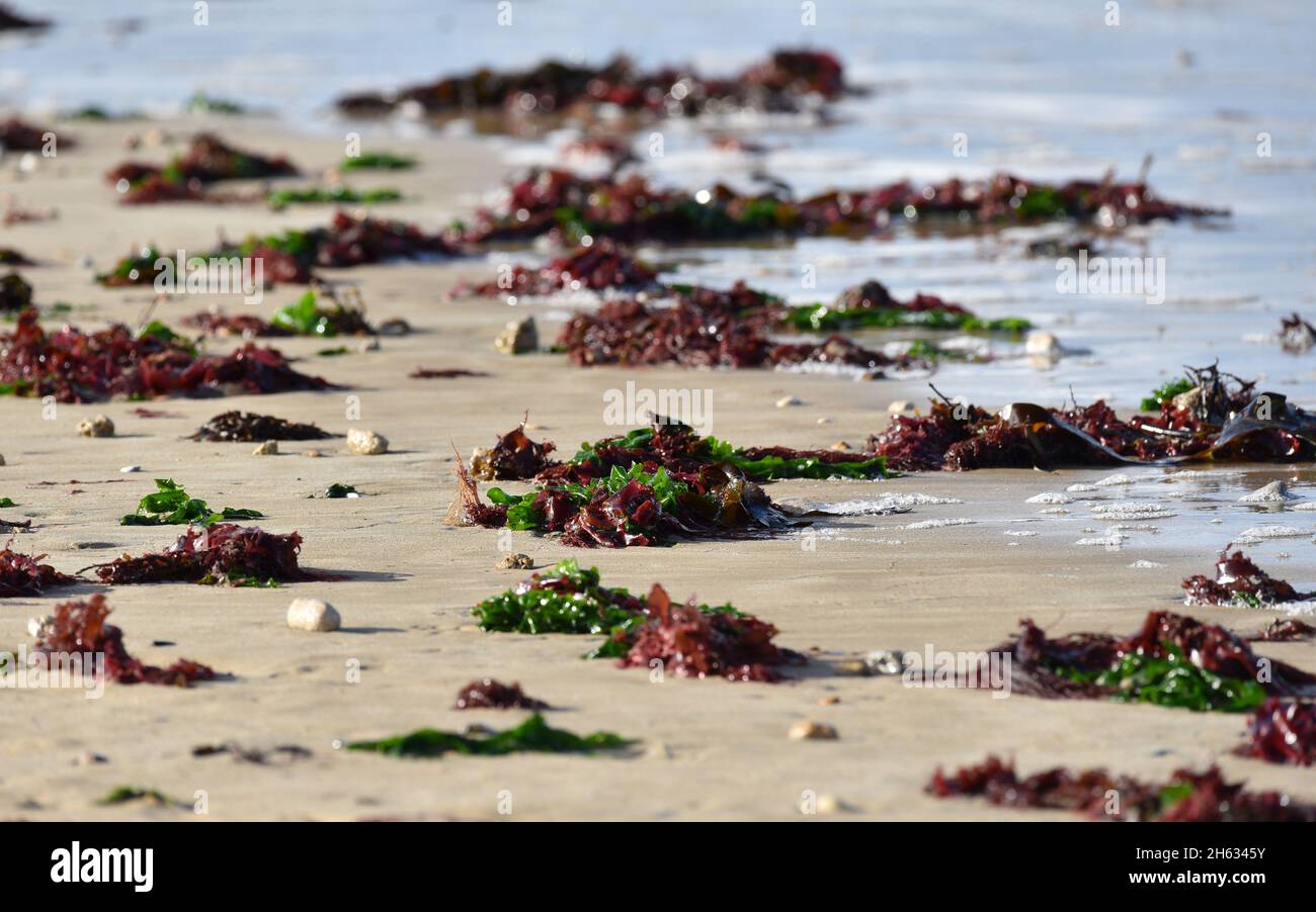 Vista de cerca de algas verdes y rojas en una playa. Foto de stock
