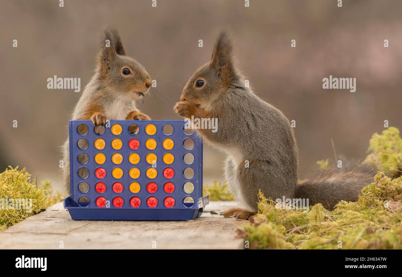 primer plano de las ardillas rojas de pie con un juego Foto de stock