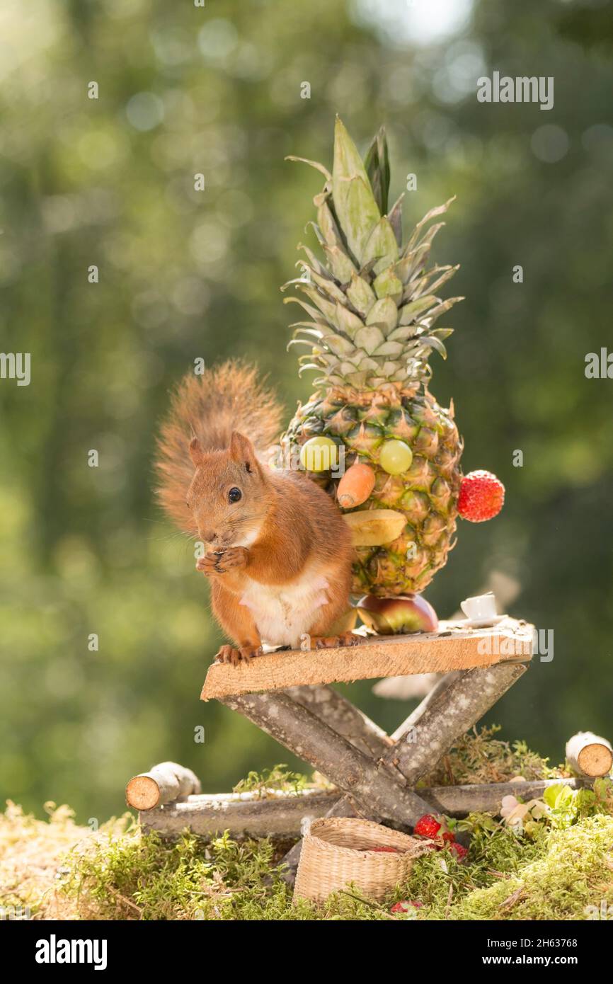 Cerca de ardilla roja sobre una mesa con una figura de frutas Foto de stock
