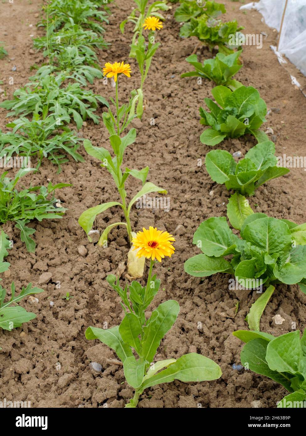 flor en el parche vegetal: marigold (caléndula officinalis) y lechuga (lactuca sativa) Foto de stock