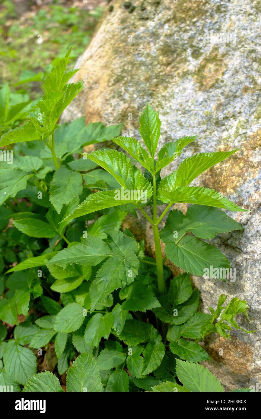 anciano molido (aegopodium podagraria), hoja joven Foto de stock