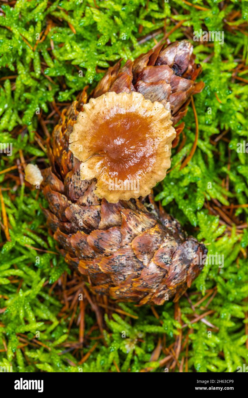 champiñones en conos de abeto, cerca, vida de los bosques, cerca, paisajes íntimos Foto de stock