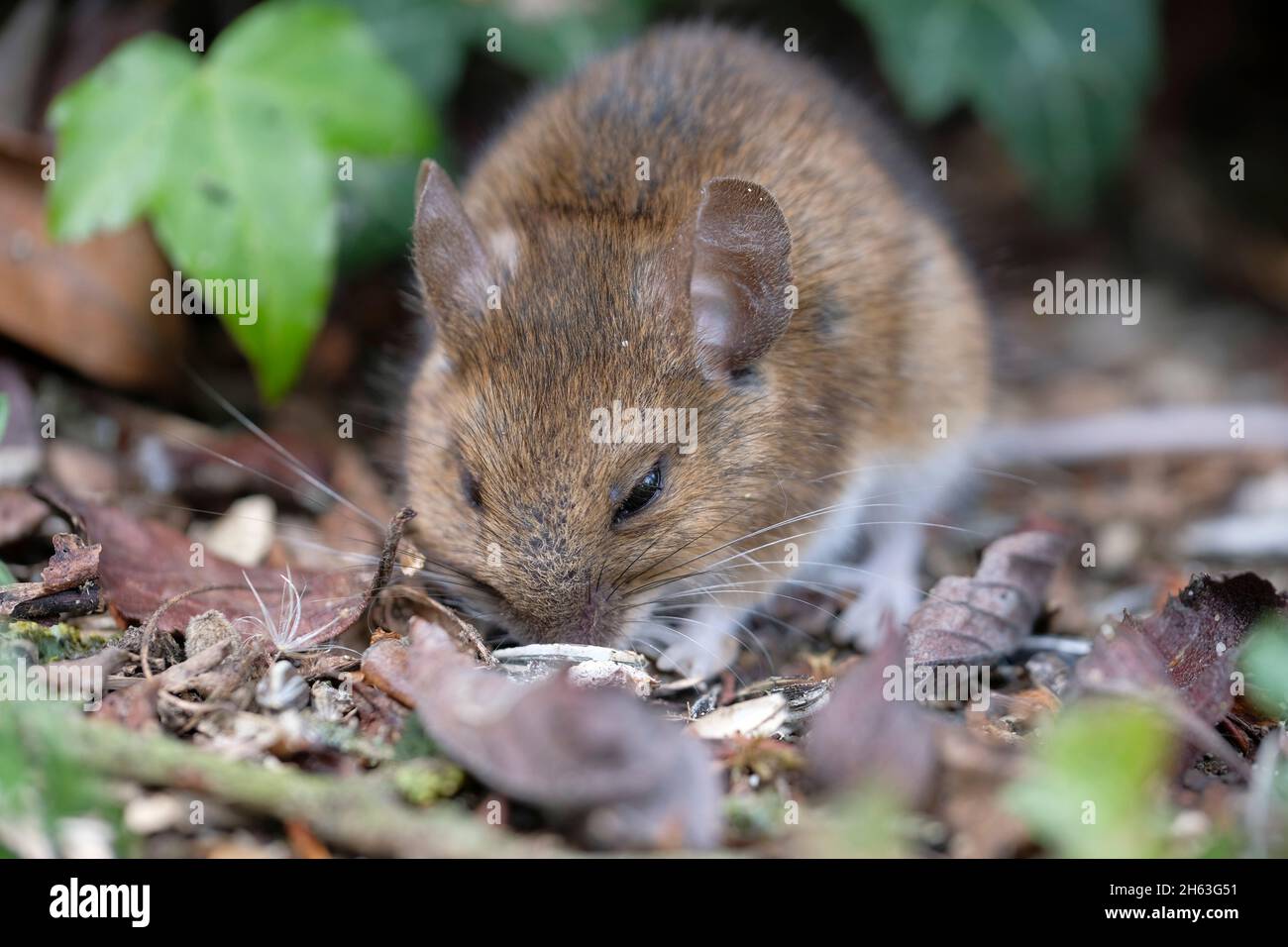 Ratón de madera Apodemus sylvaticus Foto de stock