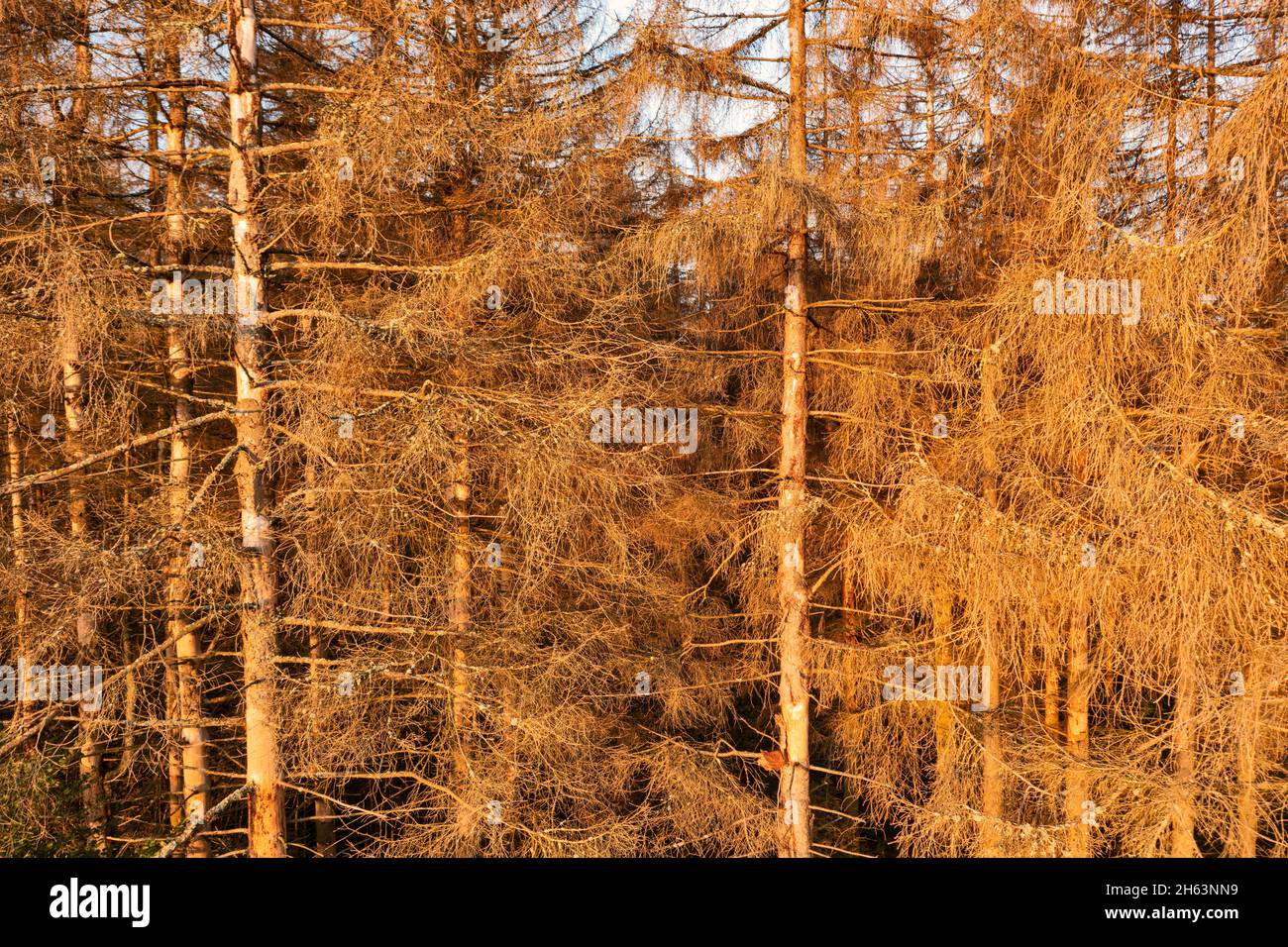 alemania,turingia,masserberg,heubach,árboles muertos,rennsteig zona Foto de stock
