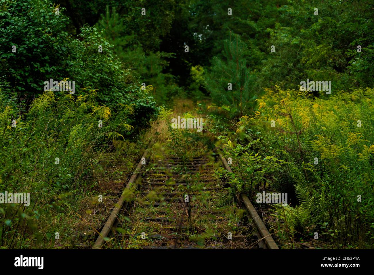 antigua vía de ferrocarril, cama de camino sobrecrecido, plantas silvestres y árboles al lado de las vías Foto de stock