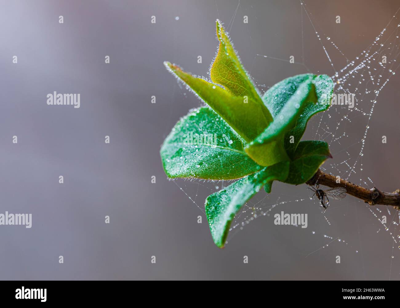 detalle de planta,hojas,naturaleza en detalle,tela de araña con gotas de rocío Foto de stock