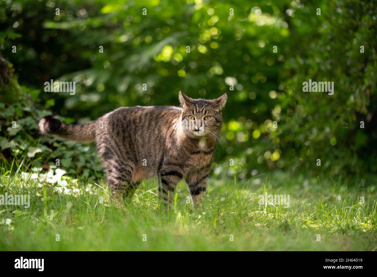 tabby gato de pie en prado soleado con plantas verdes observando el jardín Foto de stock