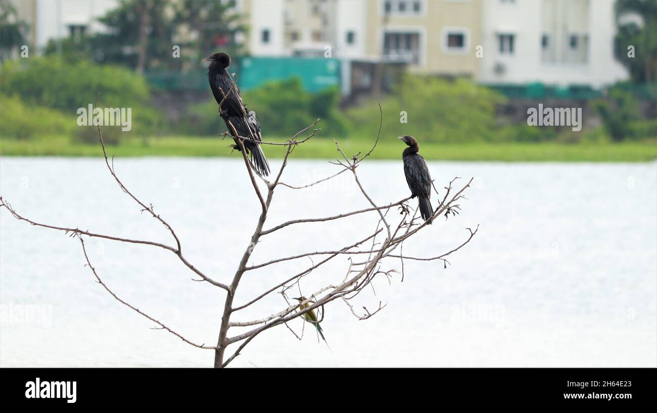 El pájaro de agua está encaramado en un pequeño árbol sobre un fondo borroso Foto de stock