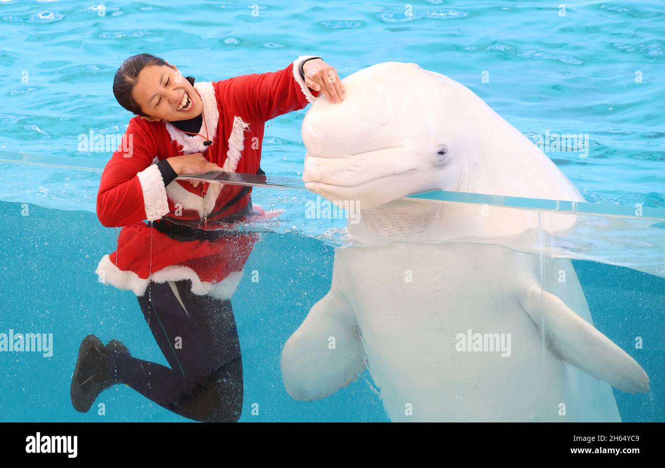 Yokohama, Japón. 13th Nov, 2021. Un entrenador de animales en Santa Traje sonríe con una beluga en el acuario Hakkeijima Sea Paradise en Yokohama, en la periferia de Tokio, el sábado 13 de noviembre de 2021. El acuario comenzó un espectáculo especial para atraer visitantes hasta el día de Navidad. Crédito: Yoshio Tsunoda/AFLO/Alamy Live News Foto de stock