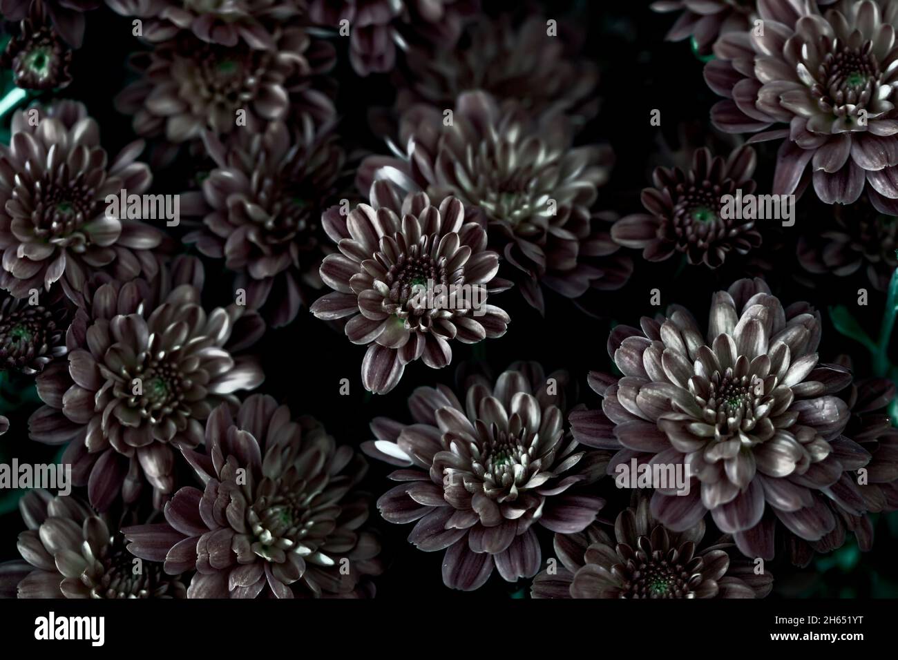 Fondo floral vintage. Crisantemos oscuros. Flores místicas Fotografía de  stock - Alamy
