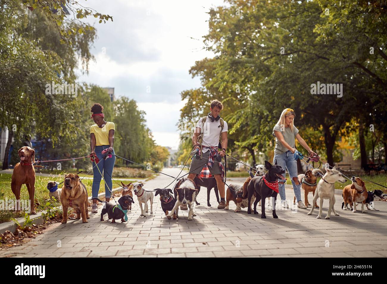 Específico transacción Anual Un grupo de andadores de perros en el trabajo en un hermoso día en el parque. Mascotas, andadores, servicio Fotografía de stock - Alamy Específico transacción Anual Un grupo de andadores de perros en el trabajo en un hermoso día en el parque. Mascotas, andadores, servicio Fotografía de stock - Alamy