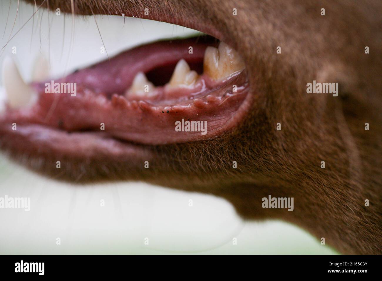 La boca de un perro con dientes blancos afilados. Perro boca abierta primer  plano. Vista lateral de la boca del perro. Colmillos de un perro enojado  cerca Fotografía de stock - Alamy