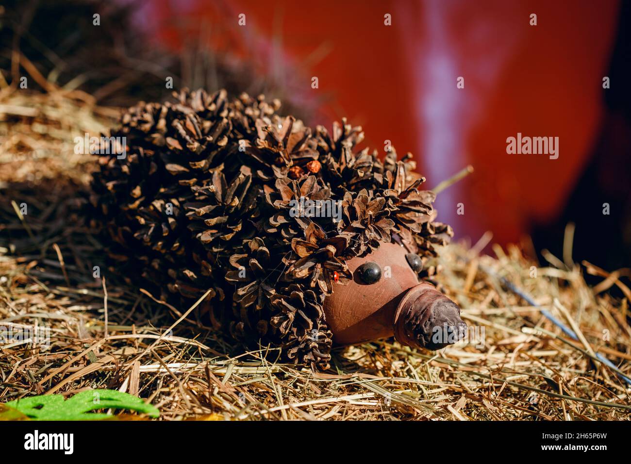Seta en un cono de pino fotografías e imágenes de alta resolución - Alamy